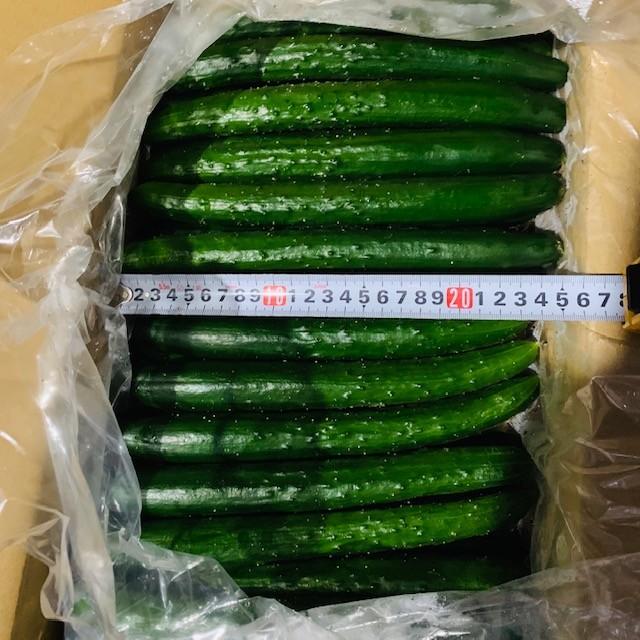 新鮮きゅうり キュウリ 約2キロ(約16本) 国産 送料無料|nakasyou|02