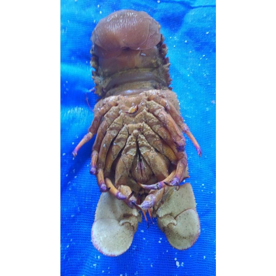 セミエビ 1尾 930g : ナカトー - 通販 - Yahoo!ショッピング