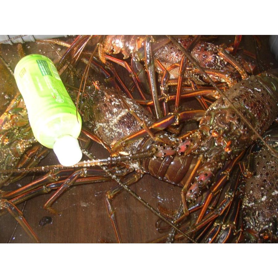 大型伊勢海老　800ｇ