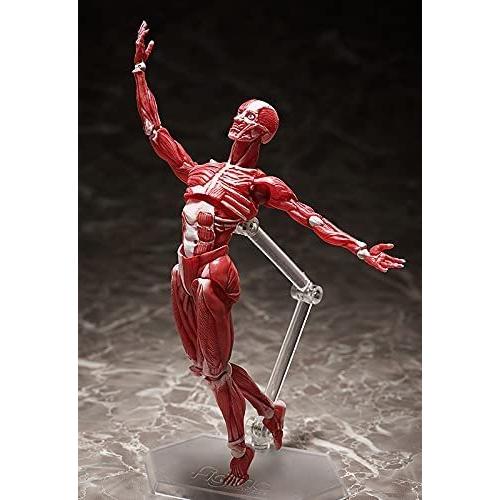 figma 人体模型 : ホビーショップ中辻商店 ヤフー店 - 通販