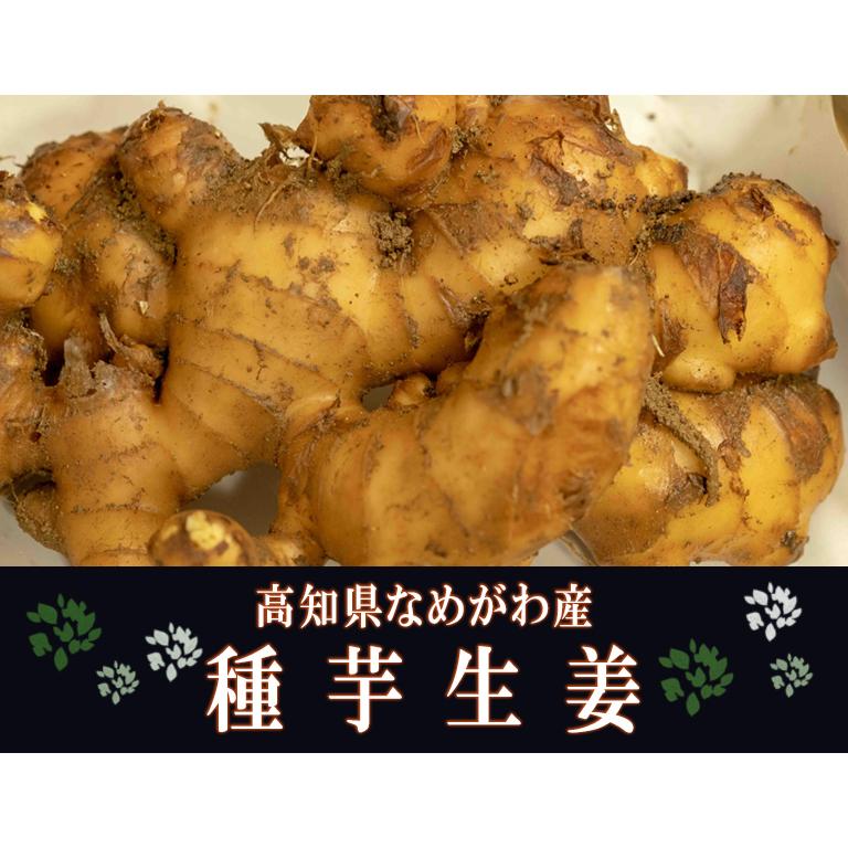 超大特価 種芋生姜2kg Quran Unv Edu Sd