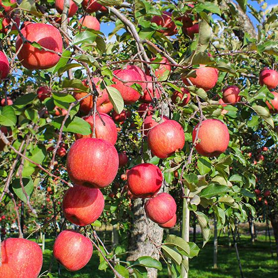 横手市平鹿産完熟無袋ふじりんご（約3kg） |  | 01