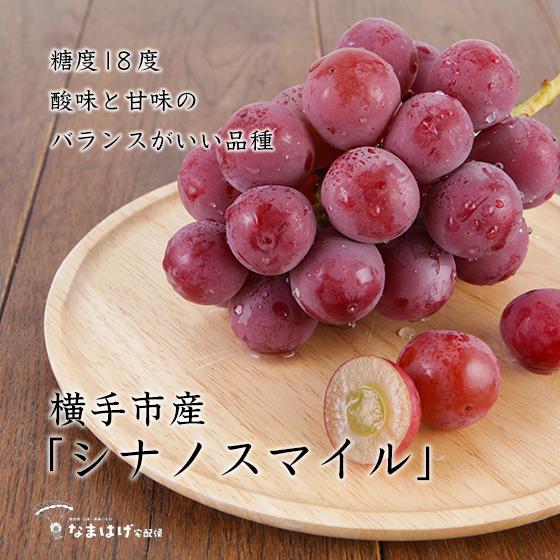 秋田県横手市産ぶどう シナノスマイル 約1.5kg | 