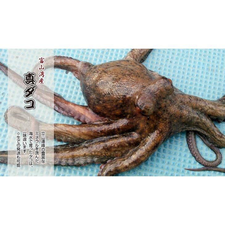 冷凍マダコ生 小サイズ１ｋ １匹あたり１６０ｇ ４９９ｇ Tako06 海の恵み健康食品株式会社 通販 Yahoo ショッピング