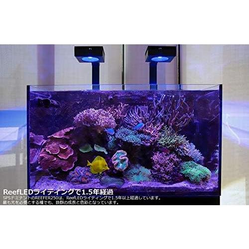 レッドシー Red Sea ユニバーサル マウンティング アーム 90｜照明