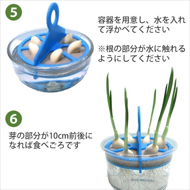 スプラウトにんにく 水耕栽培キット 2個セット 発芽ニンニク 栽培セット Ninniku Puka Rin Namustore 通販 Yahoo ショッピング