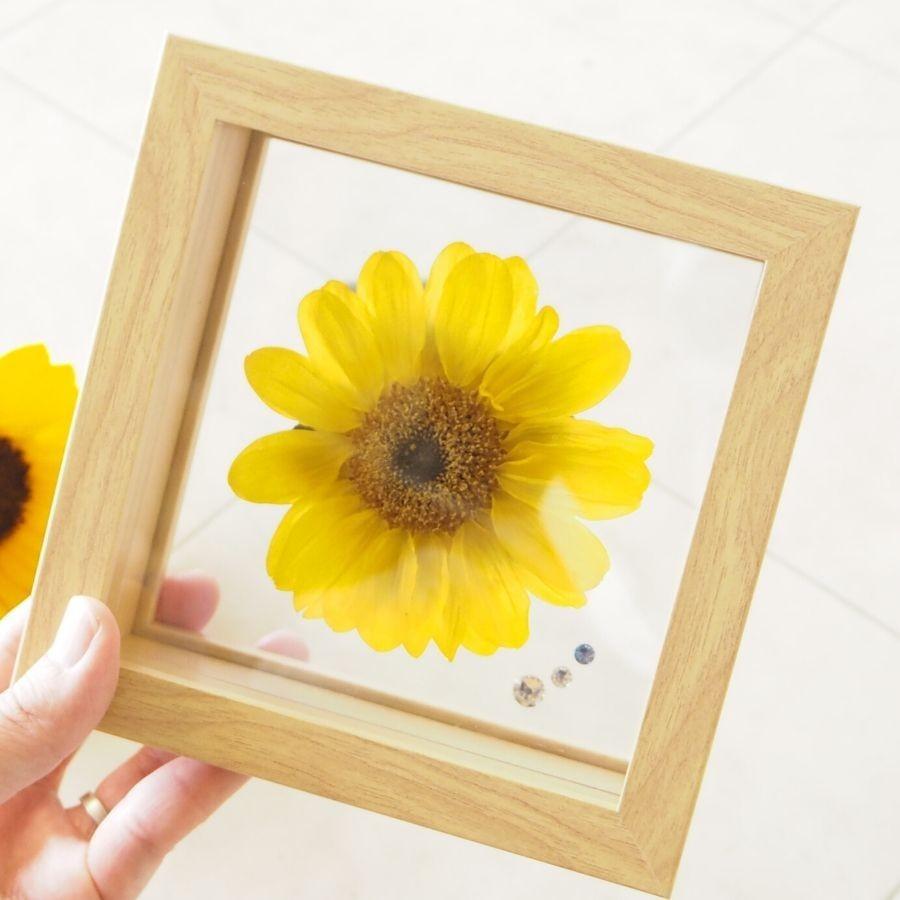 ひまわり☆ プロフもご覧ください 7個 🌻 field of sunflower