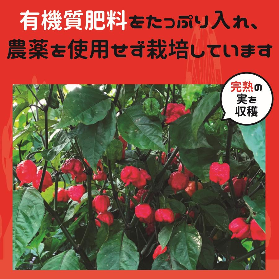 唐辛子 激辛唐辛子 激辛 七海交易 国産最高品質 ハバネロ はばにゃろ