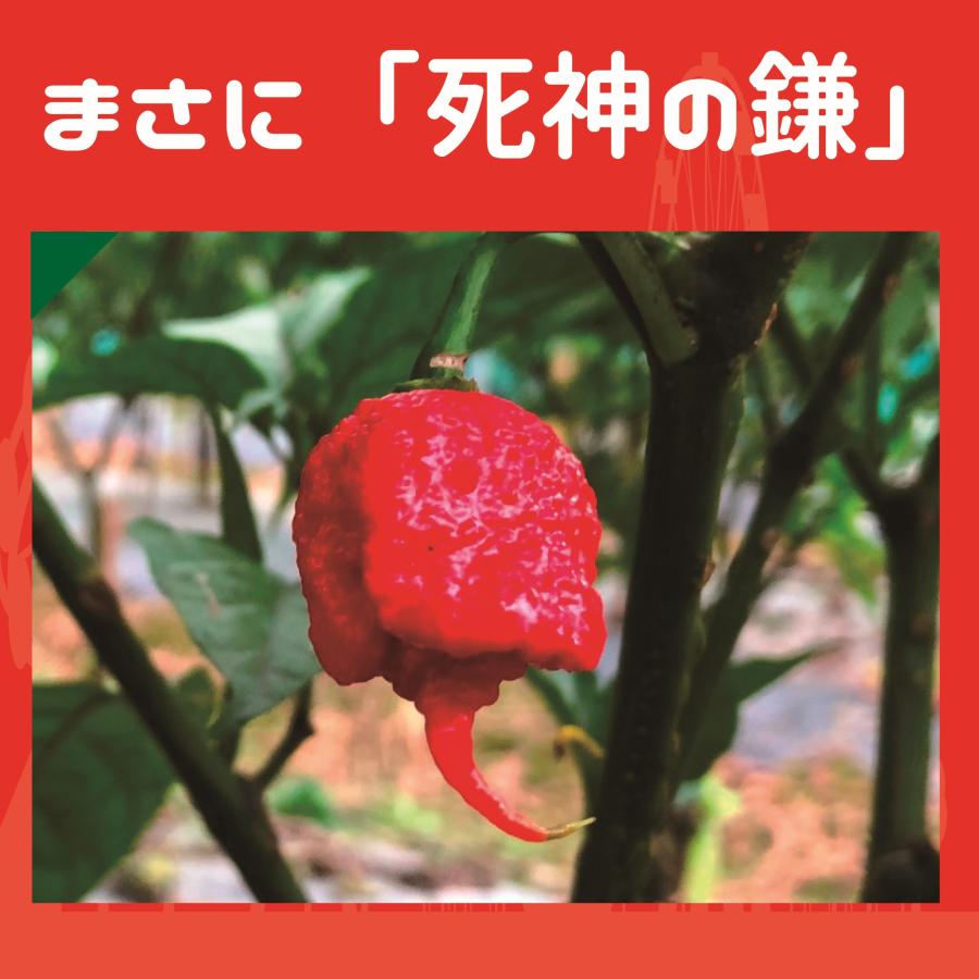 唐辛子 キャロライナリーパー 激辛唐辛子 世界一辛い唐辛子 激辛 七海