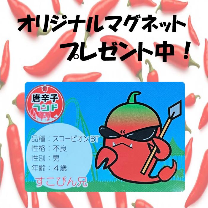 唐辛子 トリニダードスコーピオン ブッチテラー 激辛唐辛子 七海交易