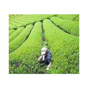 農薬も肥料も使わない自然なお茶 杉本園 無農薬 有機 深蒸し煎茶 