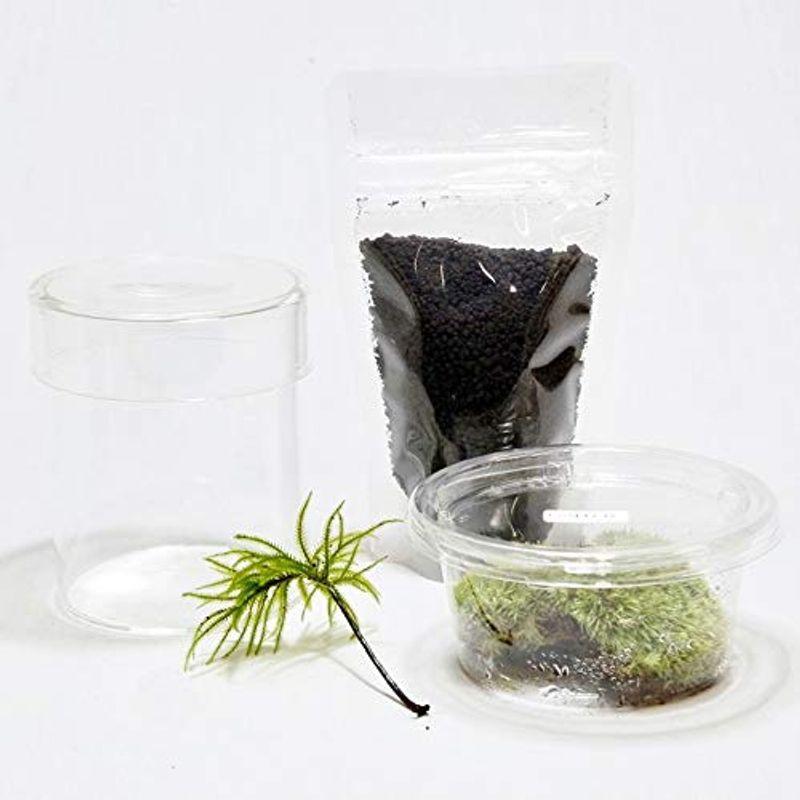 値引きする コケのインテリア コケリウム 栽培キット テラリウム キット 苔盆栽 セット コケリウムキット シリンダーs 交換無料 Www Sei Ba Gov Br