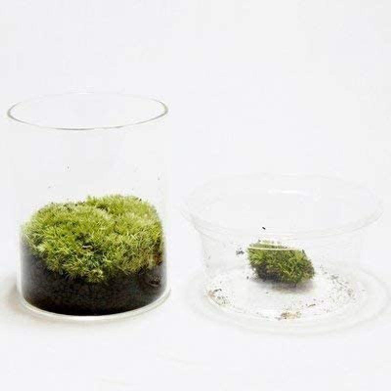 値引きする コケのインテリア コケリウム 栽培キット テラリウム キット 苔盆栽 セット コケリウムキット シリンダーs 交換無料 Www Sei Ba Gov Br