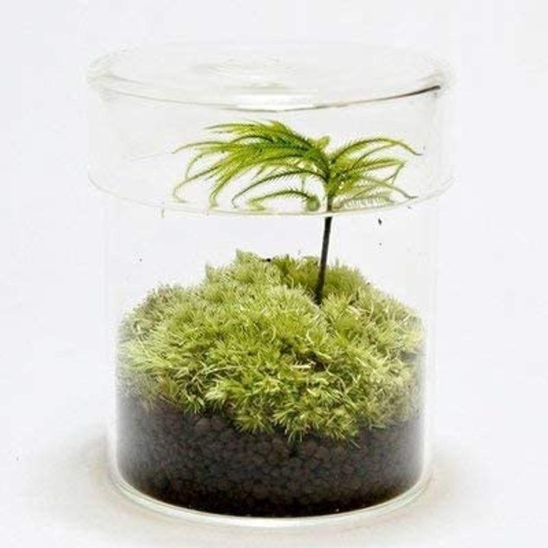 値引きする コケのインテリア コケリウム 栽培キット テラリウム キット 苔盆栽 セット コケリウムキット シリンダーs 交換無料 Www Sei Ba Gov Br