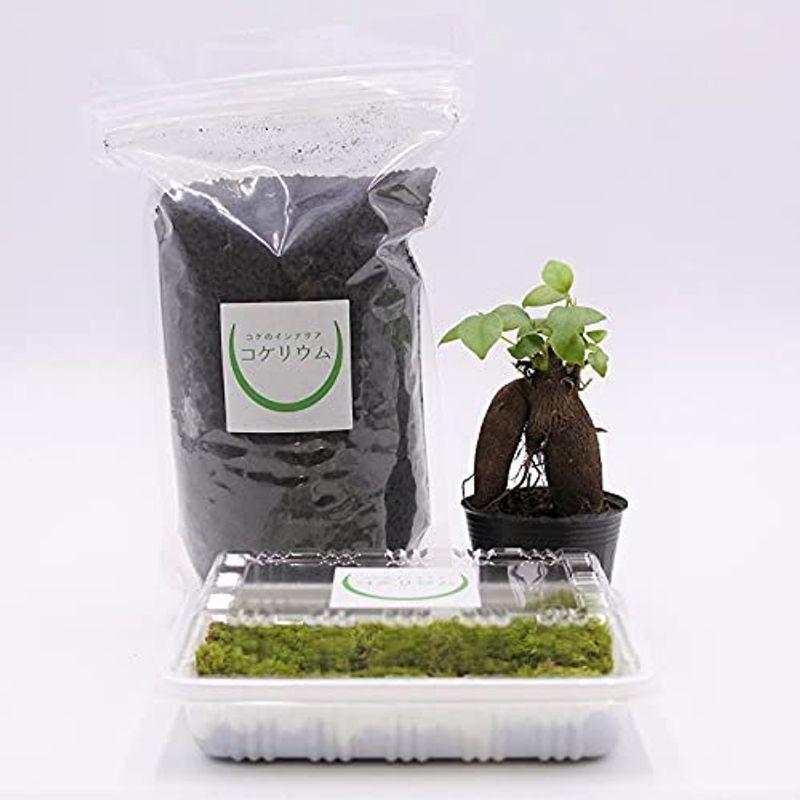 高額売筋 コケのインテリア コケリウム 栽培キット テラリウム キット 苔盆栽 セット 鉢植え用 レイアウト素材セット ガジュマル 栽培 キット Brandyourstore Com