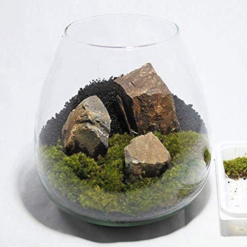 全品送料無料 コケのインテリア コケリウム 栽培キット テラリウム キット 苔盆栽 セット コケリウムキット オーバル2 楽天 Www Aqtsolutions Com