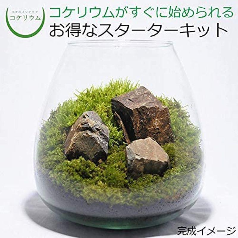 全品送料無料 コケのインテリア コケリウム 栽培キット テラリウム キット 苔盆栽 セット コケリウムキット オーバル2 楽天 Www Aqtsolutions Com