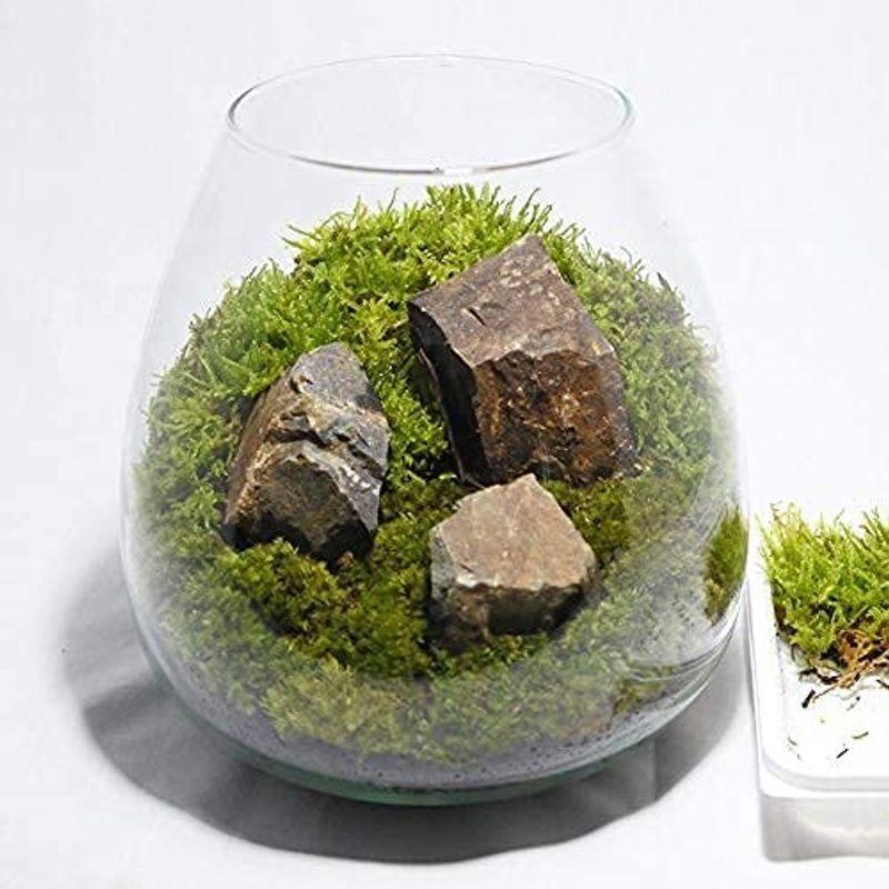 全品送料無料 コケのインテリア コケリウム 栽培キット テラリウム キット 苔盆栽 セット コケリウムキット オーバル2 楽天 Www Aqtsolutions Com