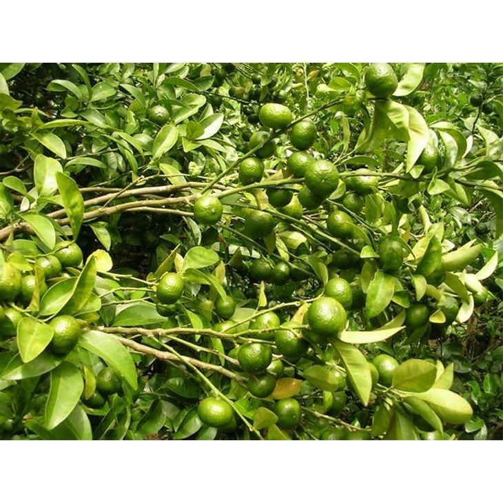 大宜味村生まれの シークワーサー100 500ml 果汁100 原液 青切り シークワーサージュース 沖縄海星物産 Okb001 沖縄百貨店七屋 通販 Yahoo ショッピング