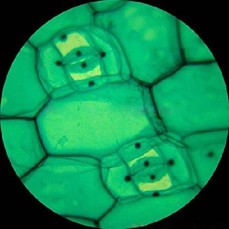 売れ筋商品 AmScope 40X-640X全金属ガラスオプティクス学生生物学的複合顕微鏡