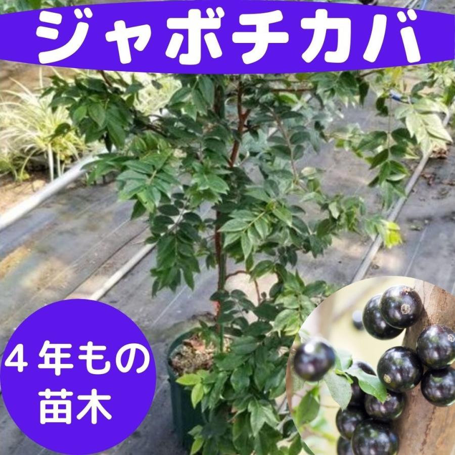 日本最大級 ジャボチカバ 苗 4年もの 四季成り 実生苗 苗木 栽培 育て方 アントシアニン ポリフェノール 効能 Jabuticaba なんごく便り 通販 Yahoo ショッピング 新しい到着 Www Maxipiso Com Ar