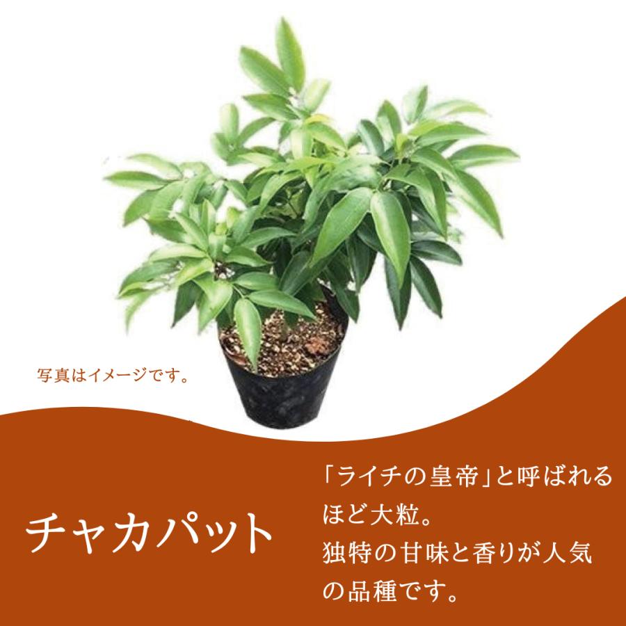ライチ 苗木(チャカパット)3年もの(取り木苗木)苗 : なん ライチ 苗木(チャカパット)3年もの(取り木苗木)苗 : なん