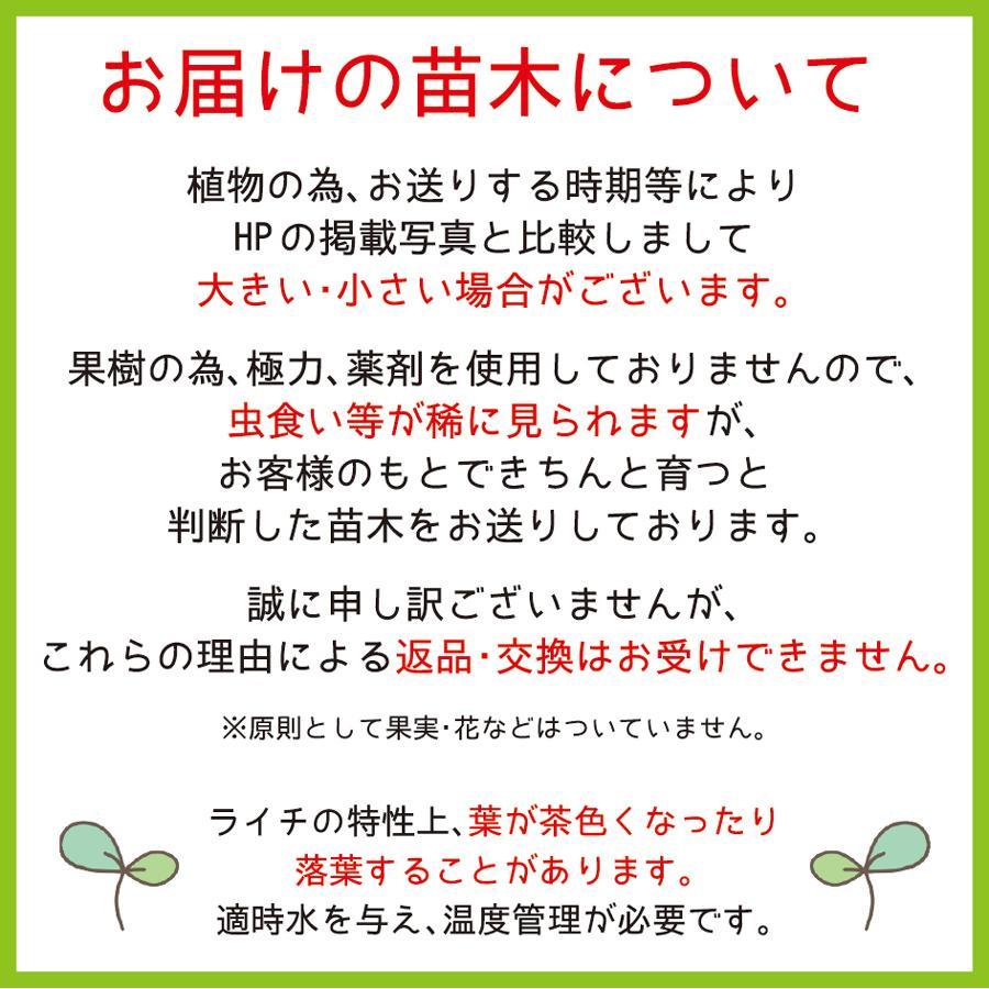 ライチ 苗木(チャカパット)3年もの(取り木苗木)苗 : なん ライチ 苗木(チャカパット)3年もの(取り木苗木)苗 : なん