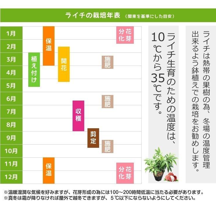 ライチ苗木 チャカパット 4年もの 取り木苗木 Naegi Chacapat なんごく便り 通販 Yahoo ショッピング