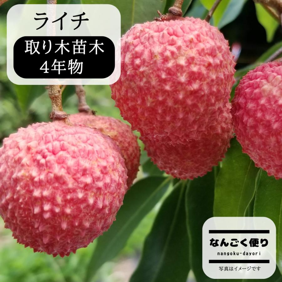 ライチ 苗木 (フォンフェイ)4年もの(取り木苗木)苗 : なん ライチ 苗木 (フォンフェイ)4年もの(取り木苗木)苗 : なん