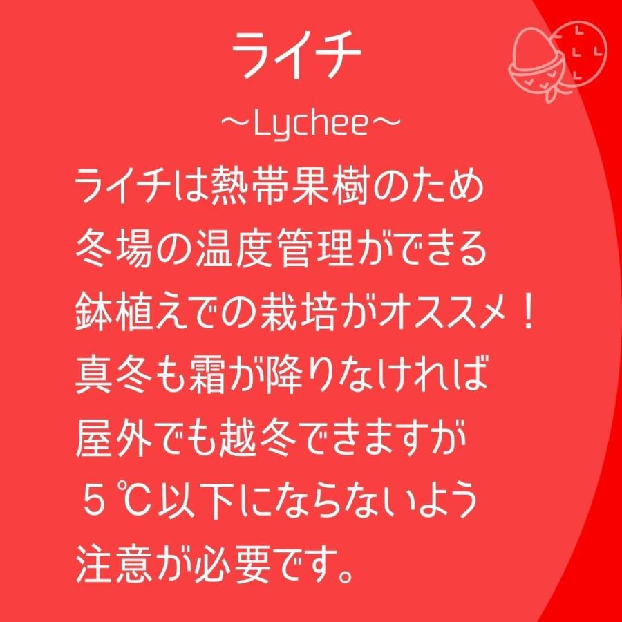 ライチ 苗木 (フォンフェイ)4年もの(取り木苗木)苗 : なん ライチ 苗木 (フォンフェイ)4年もの(取り木苗木)苗 : なん
