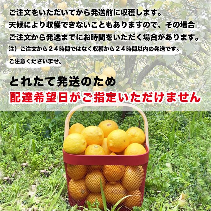 ふじたファームの瀬戸内レモン 5kg 国産減農薬レモン 広島県産 採れた
