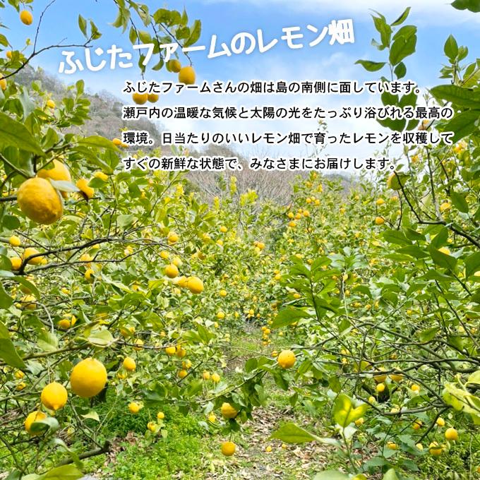 ふじたファームの瀬戸内レモン 5kg 国産減農薬レモン 広島県産 採れた