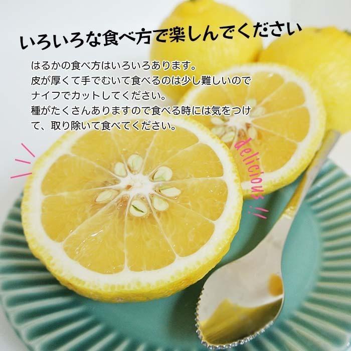 健ちゃんファームの訳あり はるか 4.5kg サイズS〜2L 家庭用 健ちゃんファームの訳あり はるか 4.5kg サイズS〜2L 家庭用
