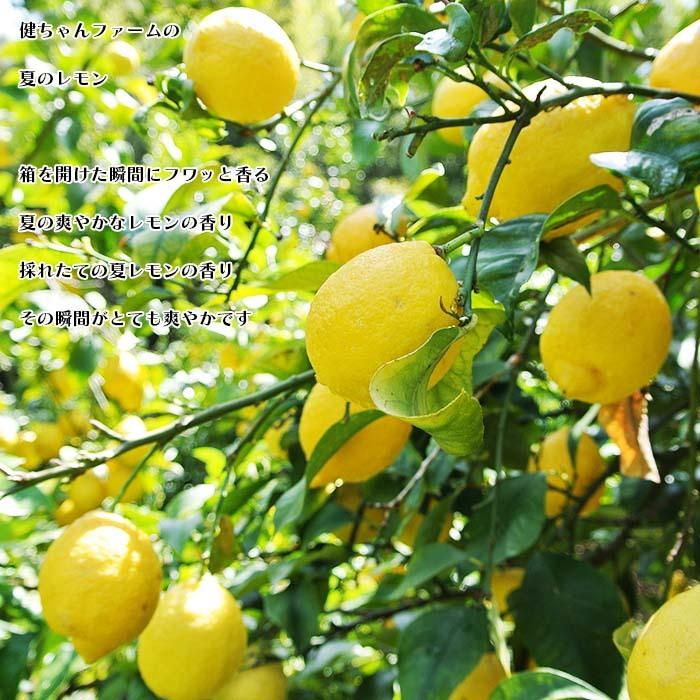 Ⅱ国産瀬戸内レモン8Kg フルーツ レモン