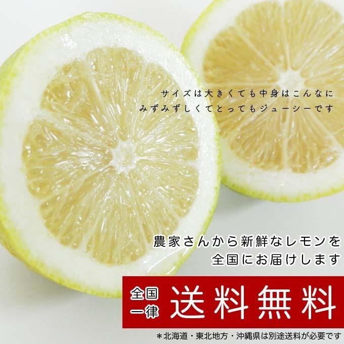 広島県産 訳あり 徳さんのジャンボレモン10kg 国産レモン 送料無料