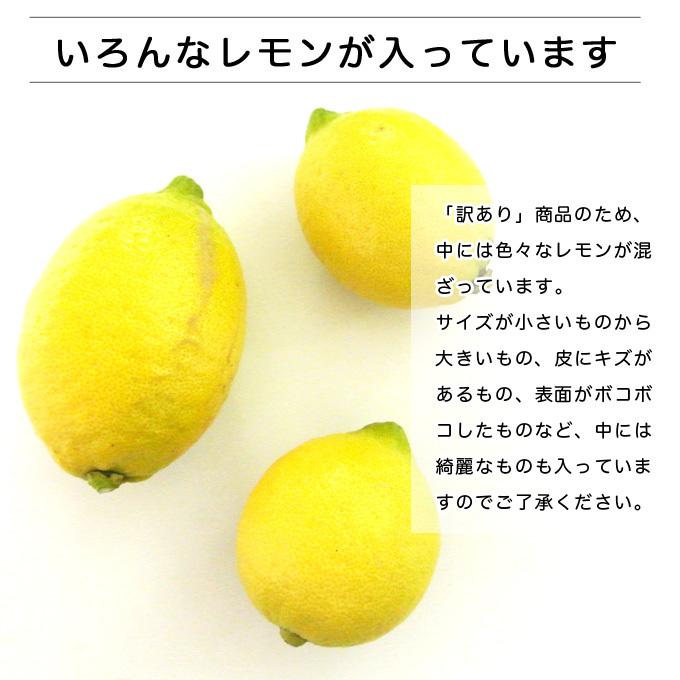 広島県産　徳さんの減農薬レモン３kg 国産レモン　送料無料　防腐剤不使用 ノーワックス 減農薬 訳あり　家庭用｜nanico｜03