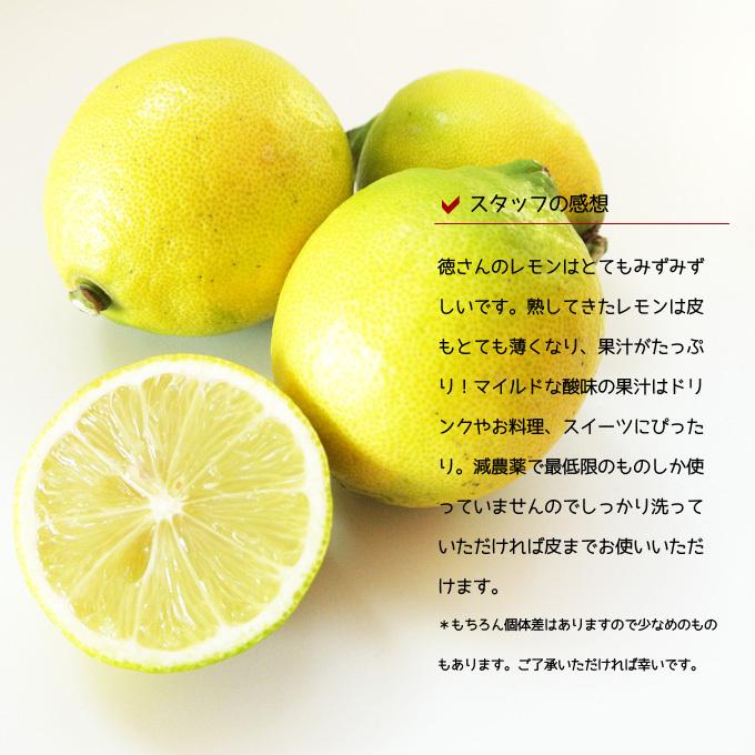 広島県産 徳さんの国産レモン 10kg 送料無料 減農薬 訳あり 防腐