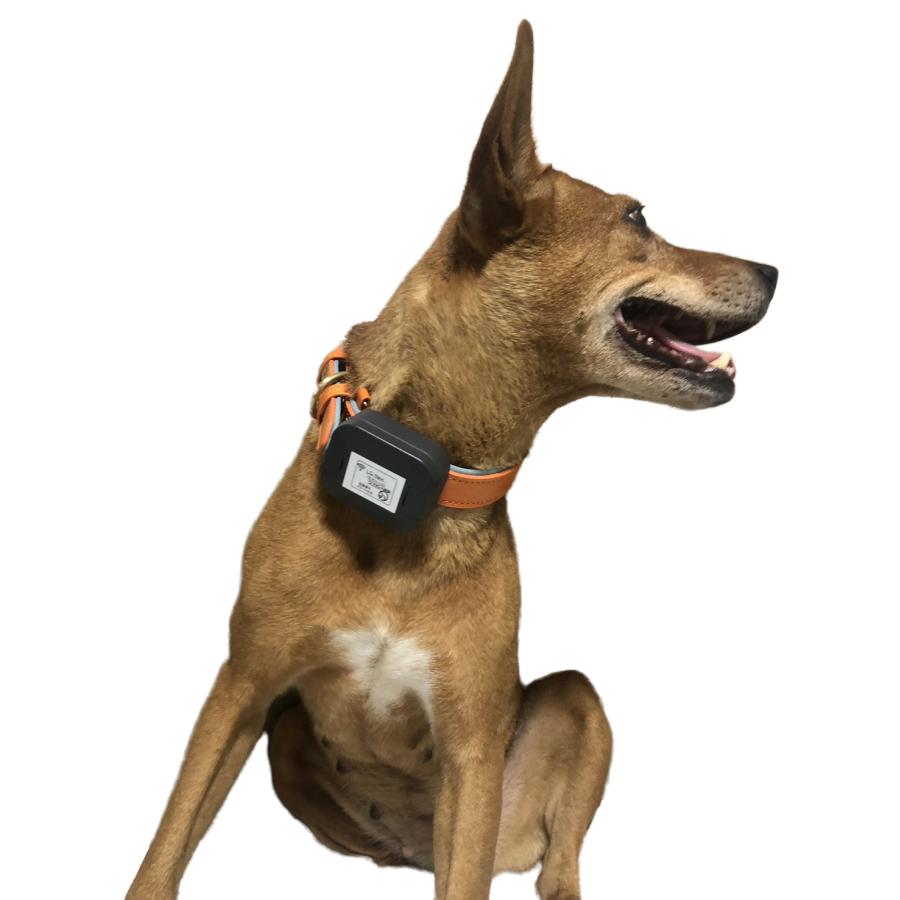合法　LoRa GPS Navi (ローラGPSナビ）　猟犬用GPS首輪　増設用首輪 | 