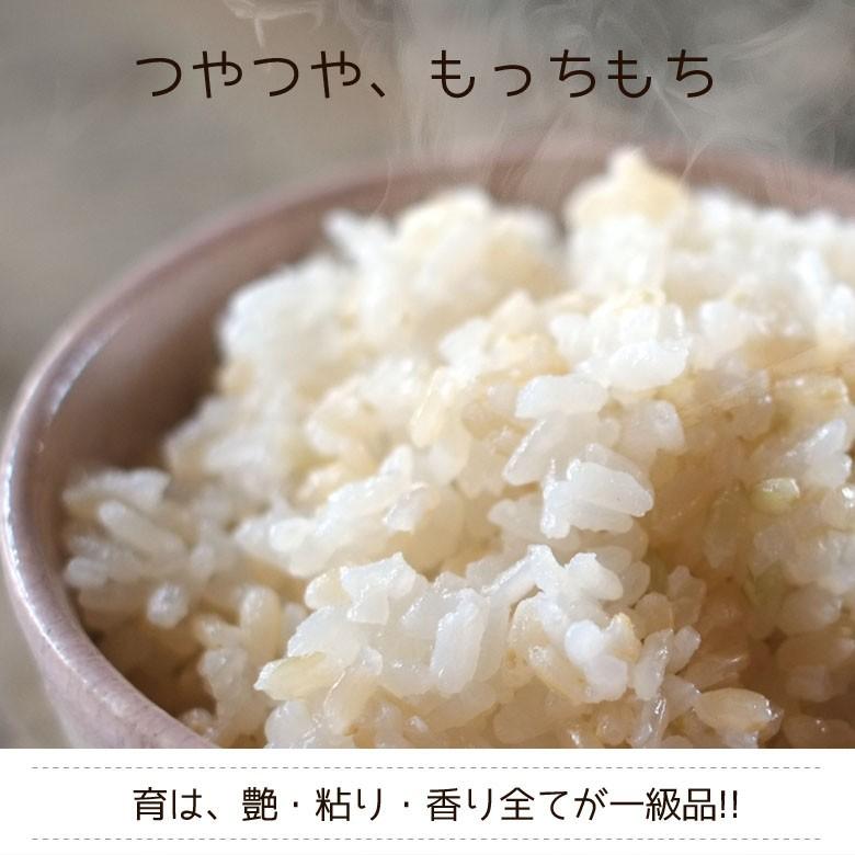 コシヒカリ 新米 令和6年度産 こしひかり 玄米 富山県産 30kg コシヒカリ 新米 令和6年度産 こしひかり 玄米 富山県産 30kg