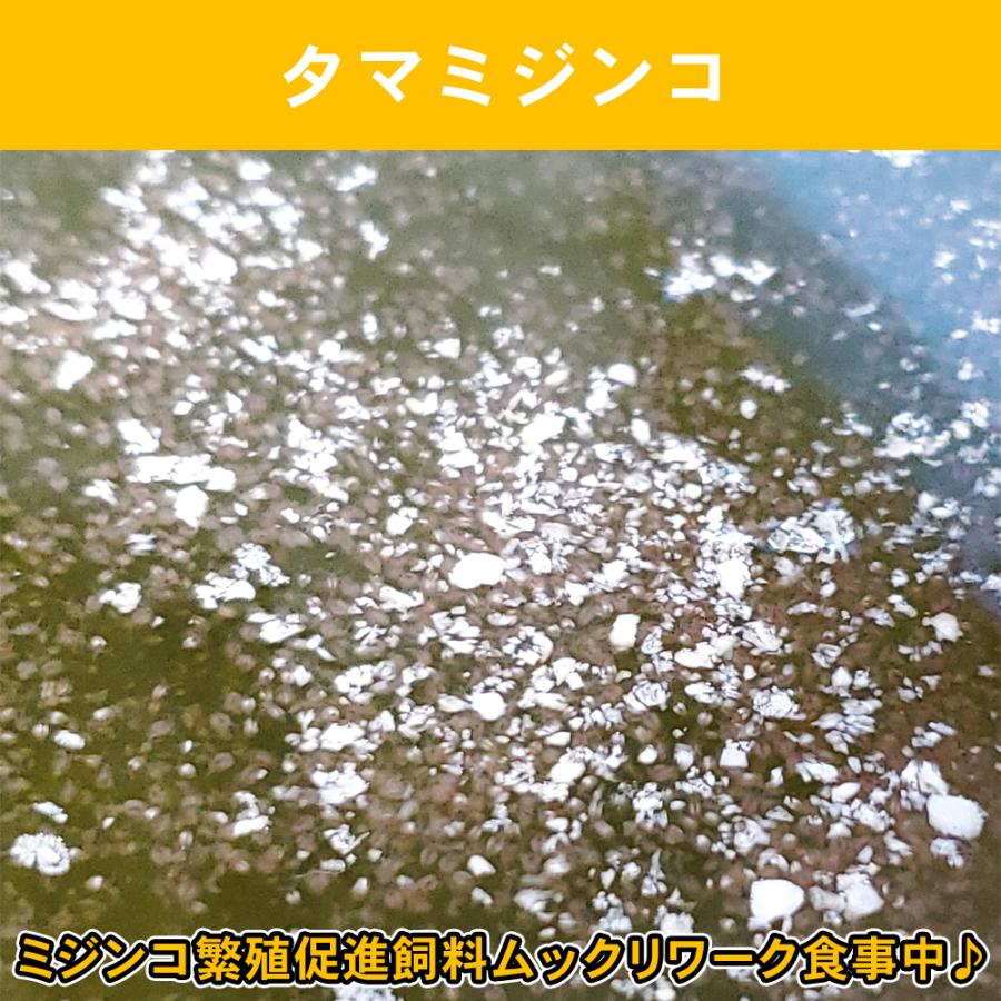 在庫処分大特価 ミジンコ繁殖促進飼料 インフゾリア ムックリワーク ５００ｇ 魚のエサ