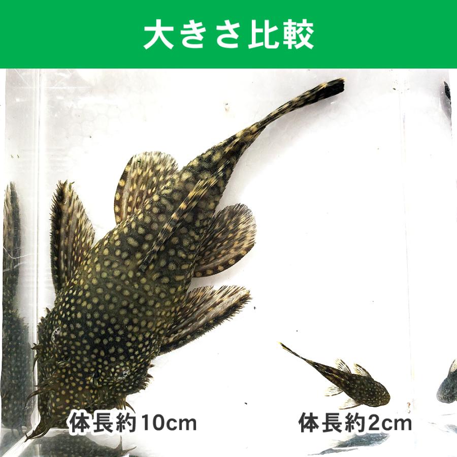 ミニブッシープレコ 5匹（自家繁殖、一部地域を除き送料無料、約2cm プッシープレコ