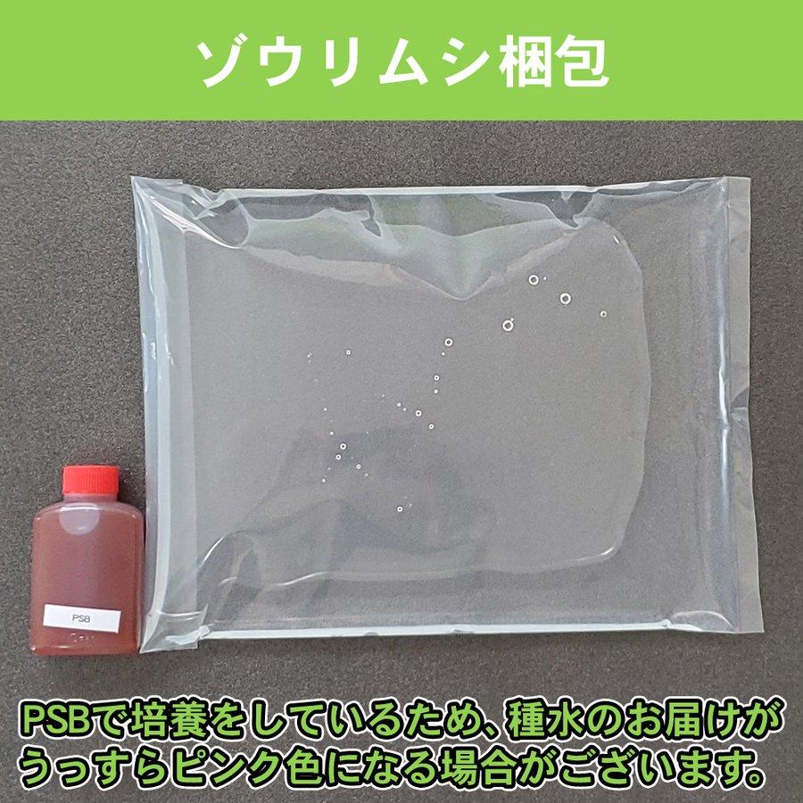 300ml増量！合計700ml】ゾウリムシ種水400ml（ネコポス送料無料、死着 