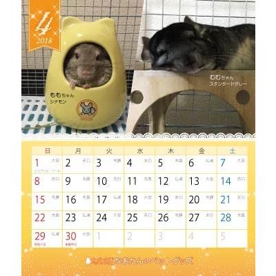 2018年 チンチラづくし 卓上カレンダー 2冊組 : なおたんのペット