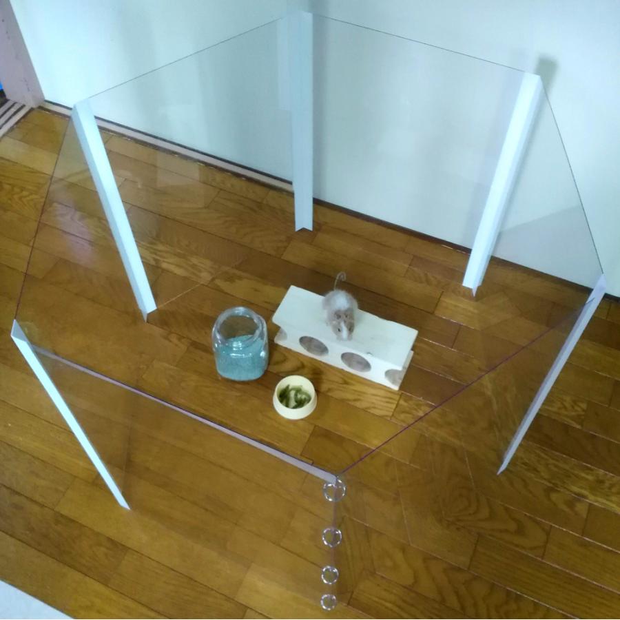 デグー 透明サークル・部屋んぽサークル（高さ60cm） 部屋んぽフェンス