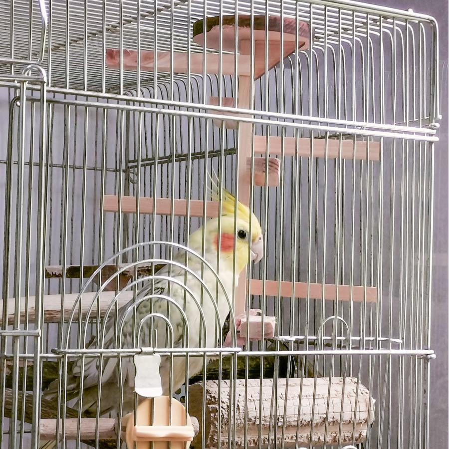 インコ 階段 止まり木 アスレチック ぐるぐる楽しい 螺旋階段（小型