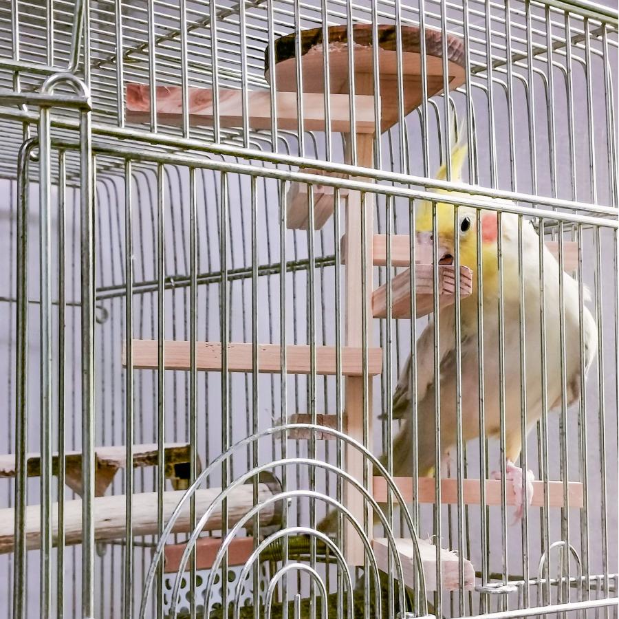 インコ 階段 止まり木 アスレチック ぐるぐる楽しい 螺旋階段（小型