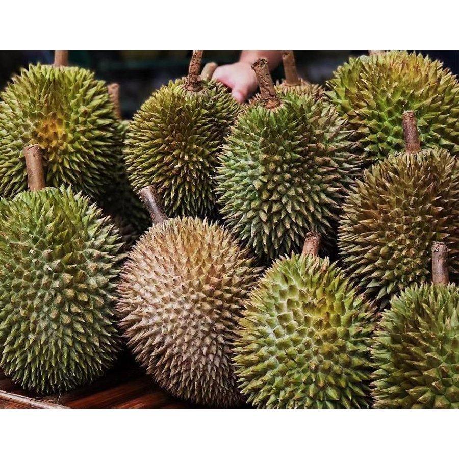 衝撃特価 ドリアン 猫山王 マレーシア産 冷凍 榴蓮 Durian 高級ブランド 300g おいしい 冷凍フルーツ どりあん クール便 ムンサンキン K U S A I Aynaelda Com