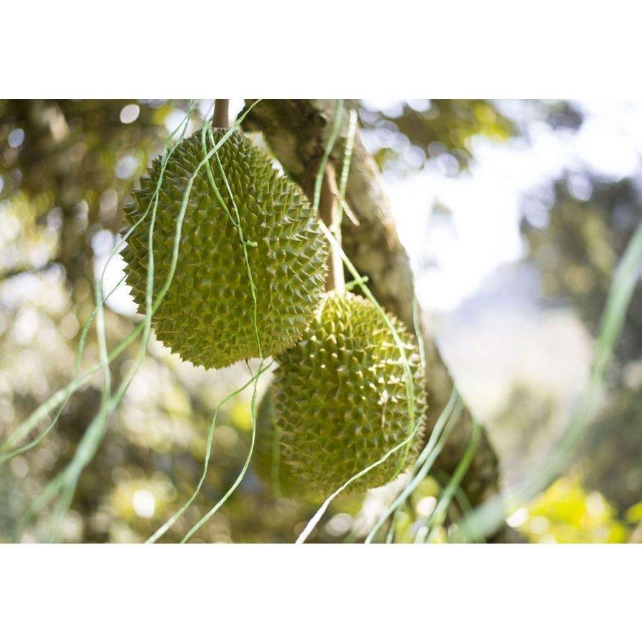 一部予約 ドリアン 猫山王 マレーシア産 冷凍 榴蓮 Durian 高級ブランド 300g おいしい 冷凍フルーツ どりあん クール便 ムンサンキン K U S A I Aynaelda Com