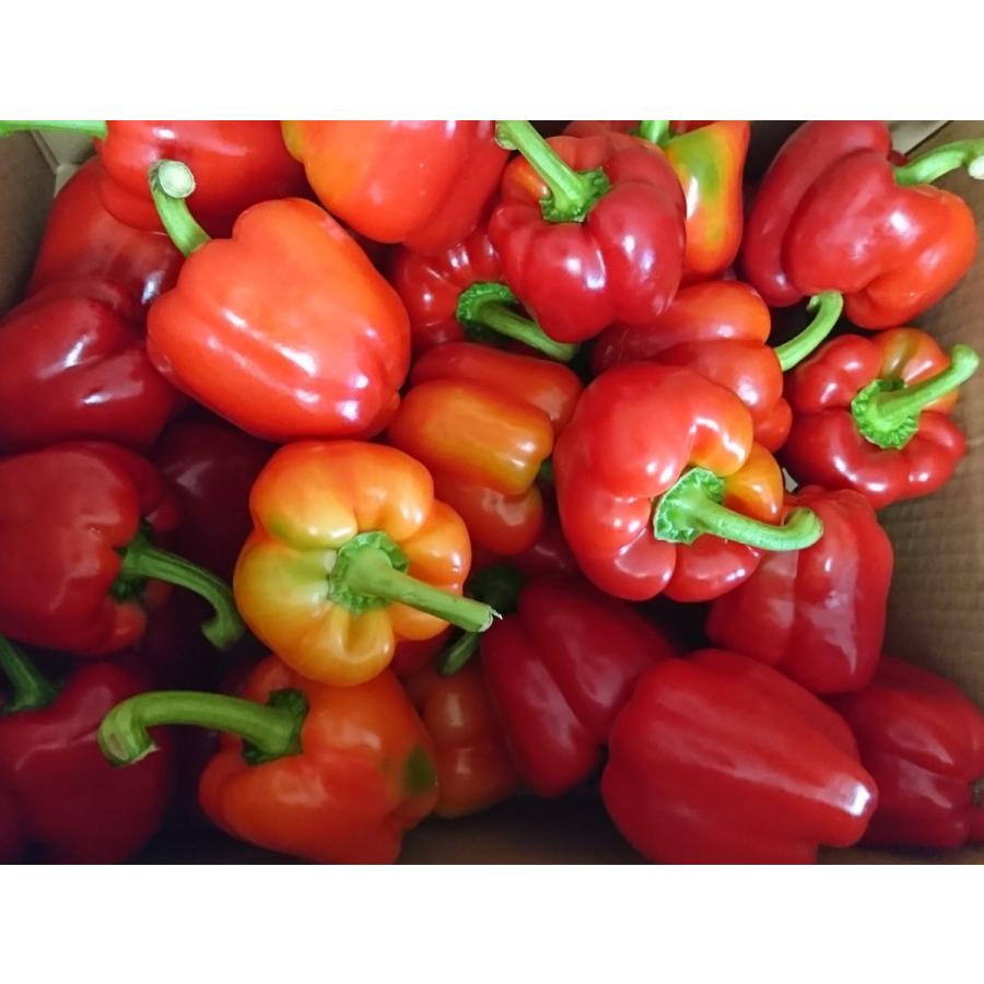 赤パプリカドレッシング400ml エコパウチ 2個 Nseasoninngr2 なりだファーム みやぎ 通販 Yahoo ショッピング