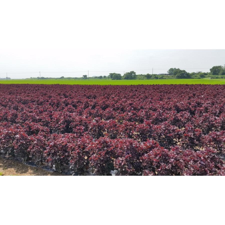 SHISON赤しそジュースキット（500ml原液用）宮城県登米市産 |  | 01